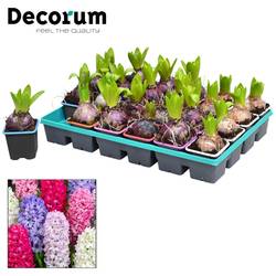 Hyazinthe 1er mix 3x20 T07 H020