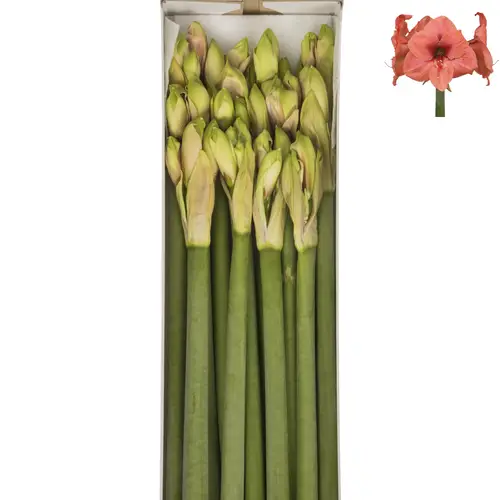 Amaryllis Krt.Lachs gefüllt Bouquet x12