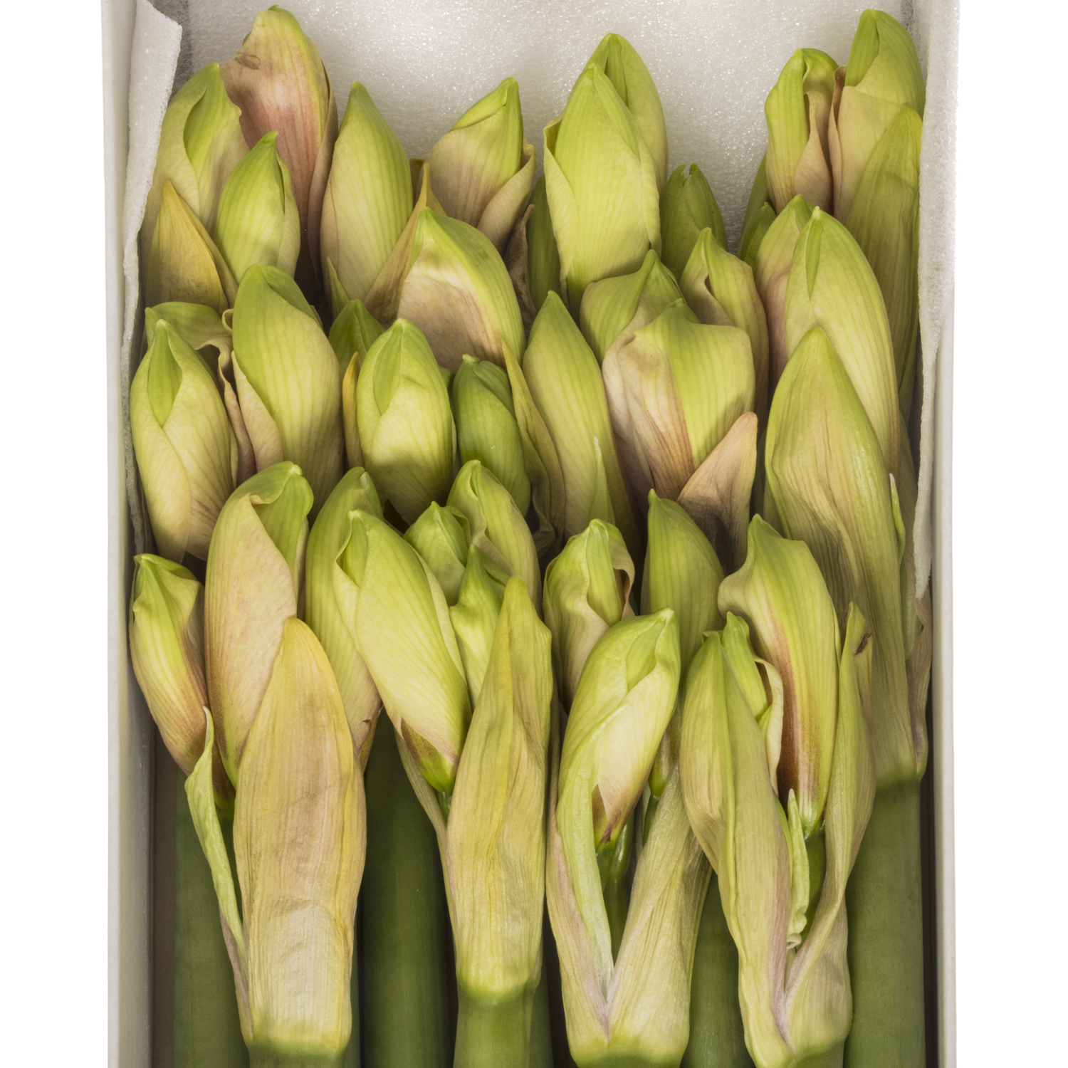 Amaryllis Krt.Lachs gefüllt Bouquet x12