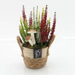 Garten.Arr-2520 Herbst T14 H030
