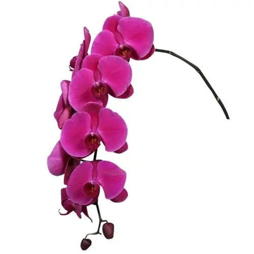 Phalaenopsis lila Haze 80cm 9 Bis 14 Blüte