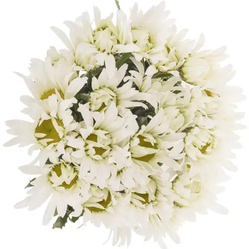 Margerite creme/weiss Harmony 45cm