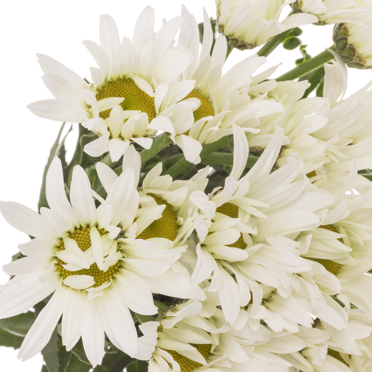 Margerite creme/weiss Harmony 45cm