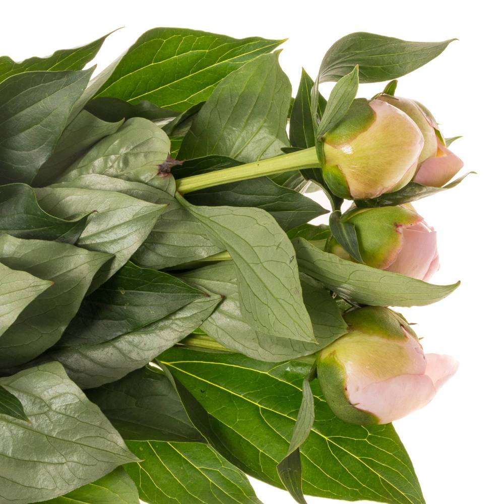 Pfingstrose rosa gefüllt Alertie  klein 50cm