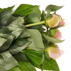 Pfingstrose rosa gefüllt Alertie  klein 50cm