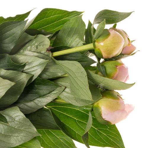 Pfingstrose rosa gefüllt Alertie  klein 50cm