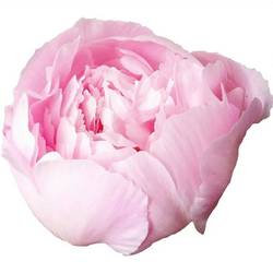 Pfingstrose rosa gefüllt Alertie  klein 50cm