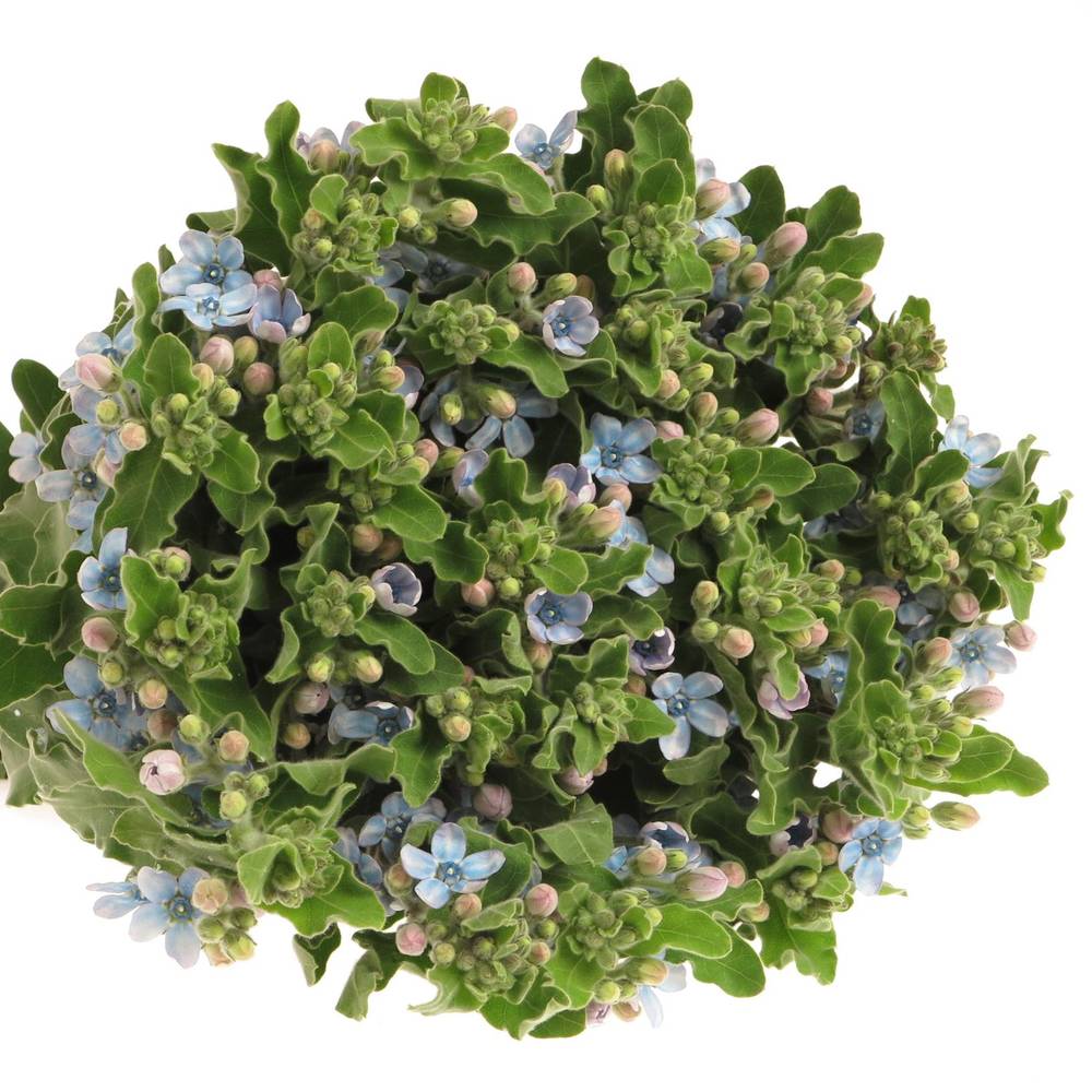 Oxypetalum blau 60cm x30