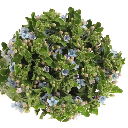Oxypetalum blau 60cm x30
