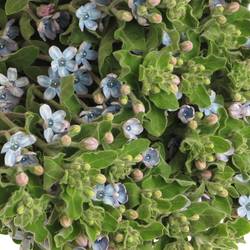 Oxypetalum blau 60cm x30