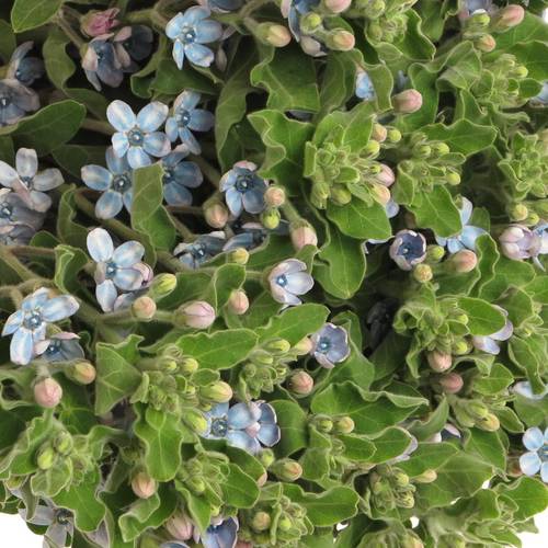 Oxypetalum blau 60cm x30