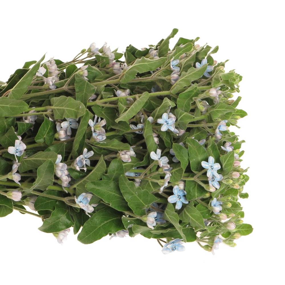 Oxypetalum blau 60cm x30