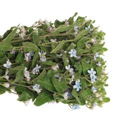 Oxypetalum blau 60cm x30
