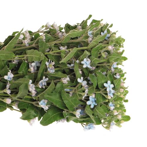 Oxypetalum blau 60cm x30