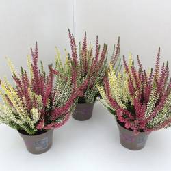Calluna GG Trio Girls T11 H020