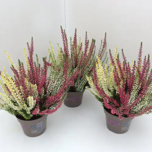 Calluna GG Trio Girls T11 H020