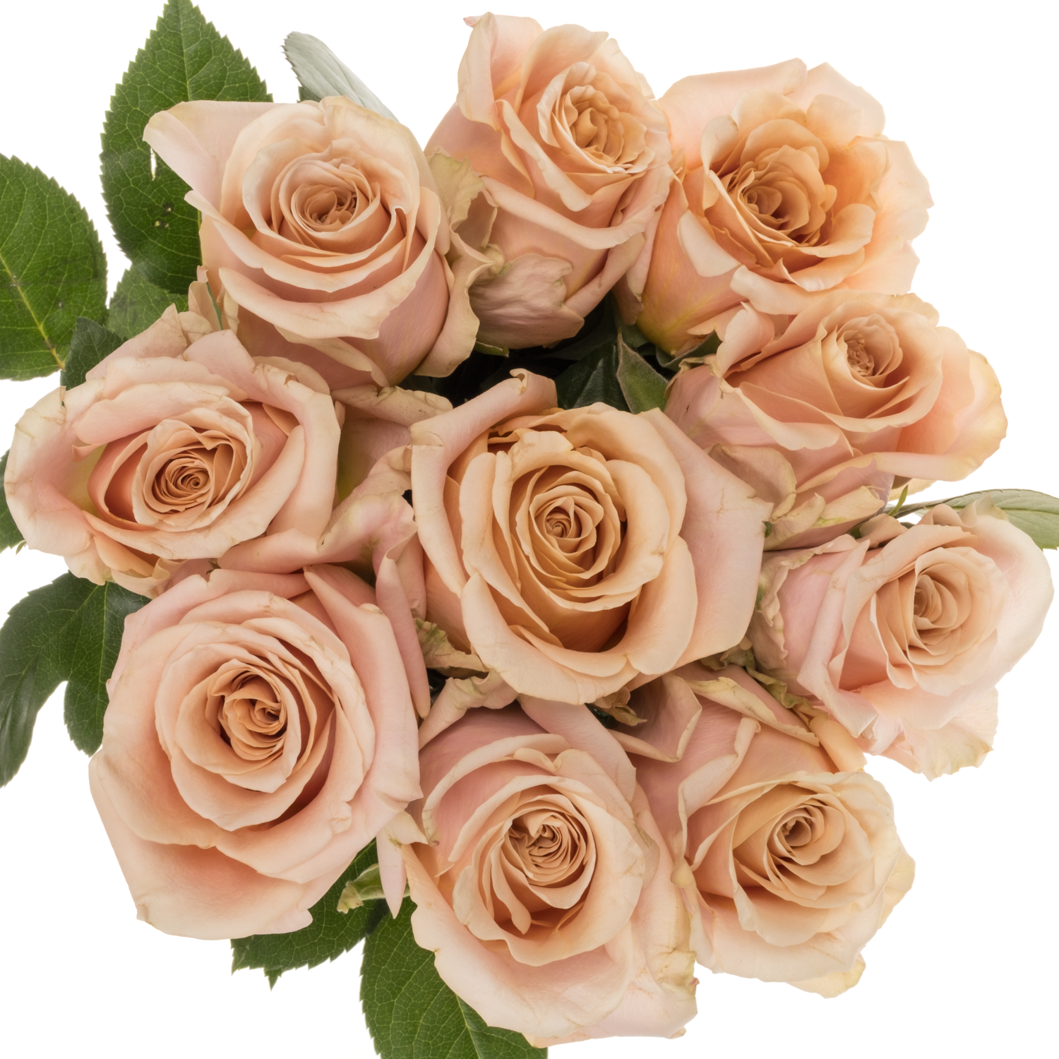 Rose apricot Sand Dune 50cm