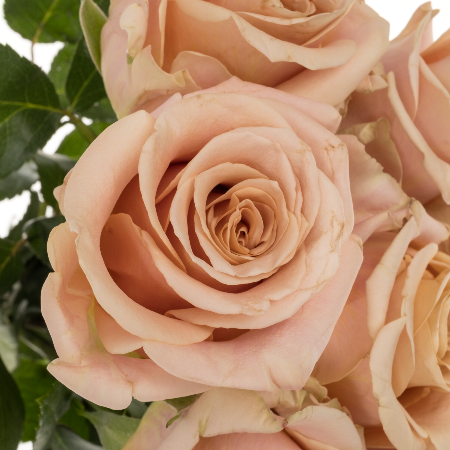 Rose apricot Sand Dune 50cm