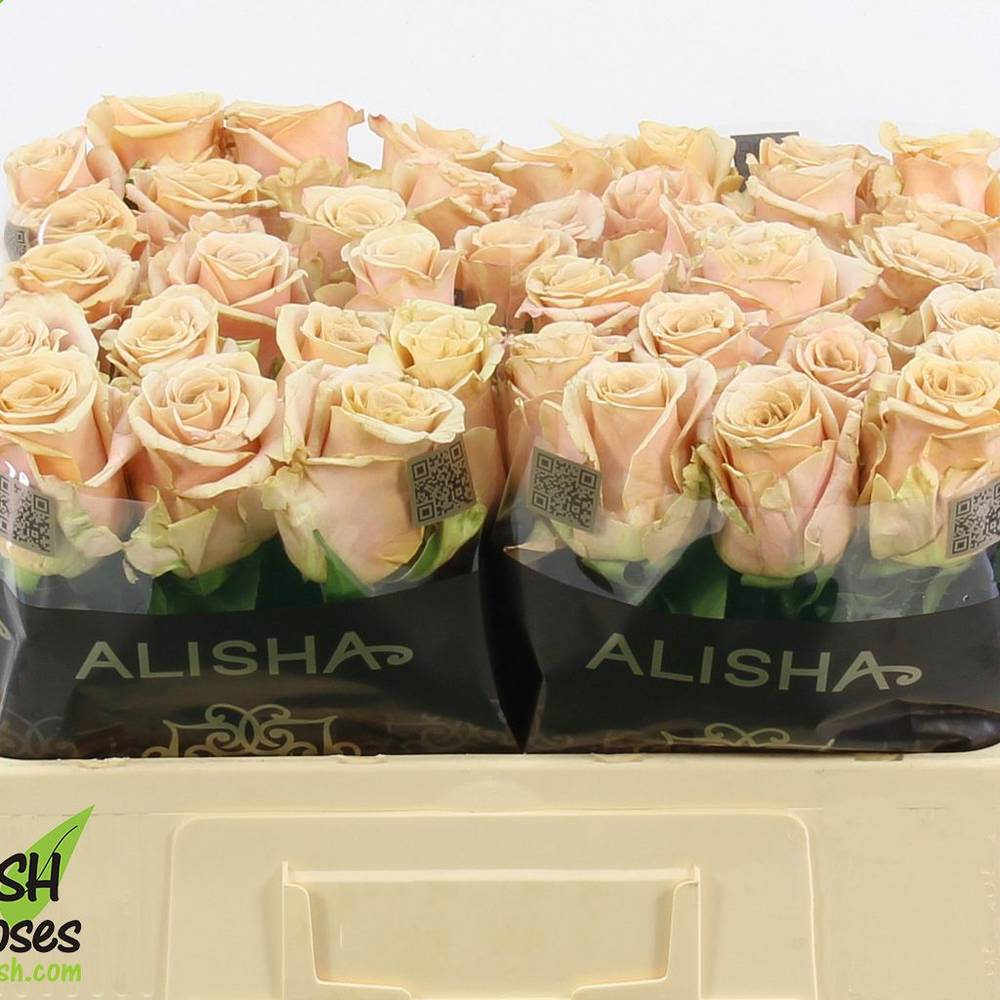 Rose apricot Sand Dune 50cm