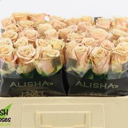 Rose apricot Sand Dune 50cm
