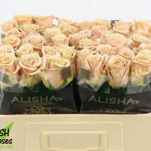 Rose apricot Sand Dune 50cm