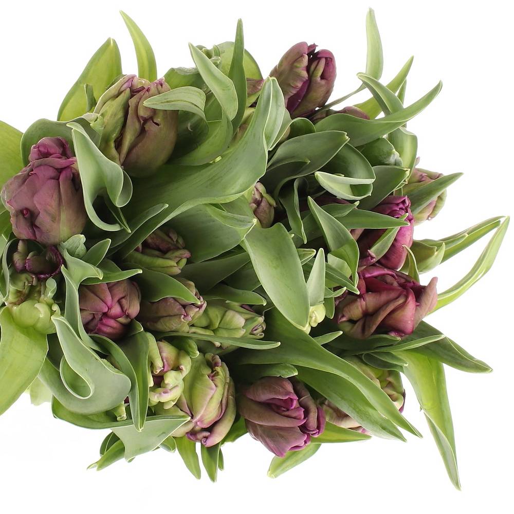 Tulpe lila Secret Parrot Triflor 36 Gramm