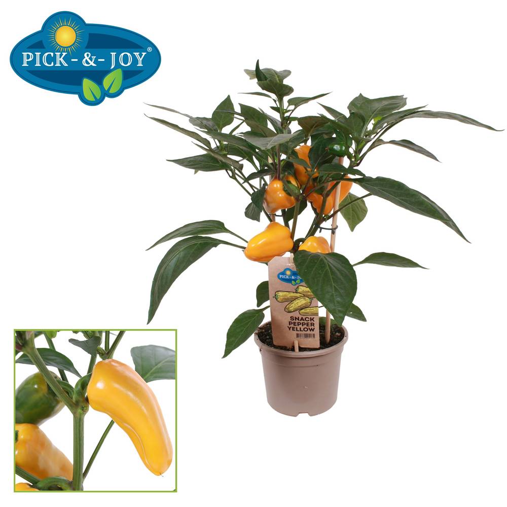 Bio Pfeffer gelb T14 H045