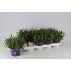 Lavendel Angustifolia Hidcote T13 H035