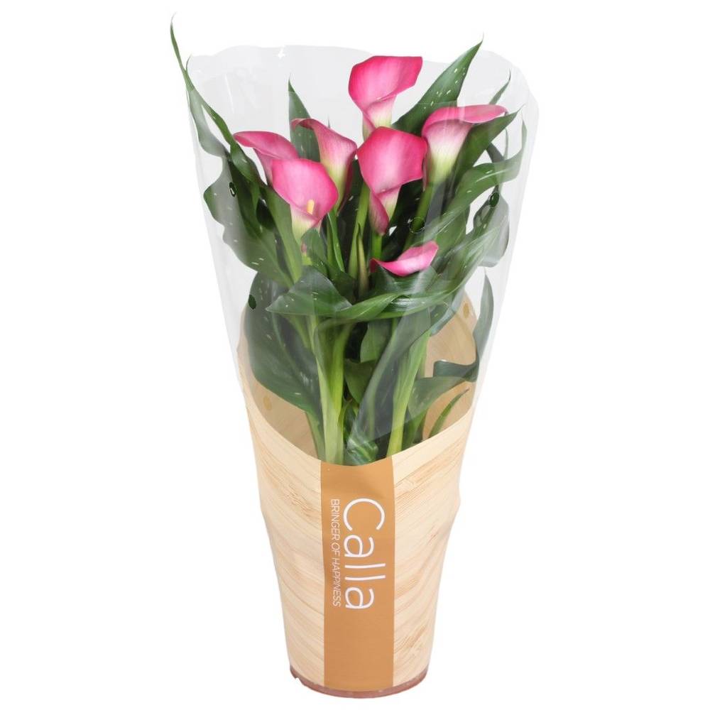 Calla dunkel rosa 4+ in Tüte T13 H040