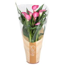 Calla dunkel rosa 4+ in Tüte T13 H040