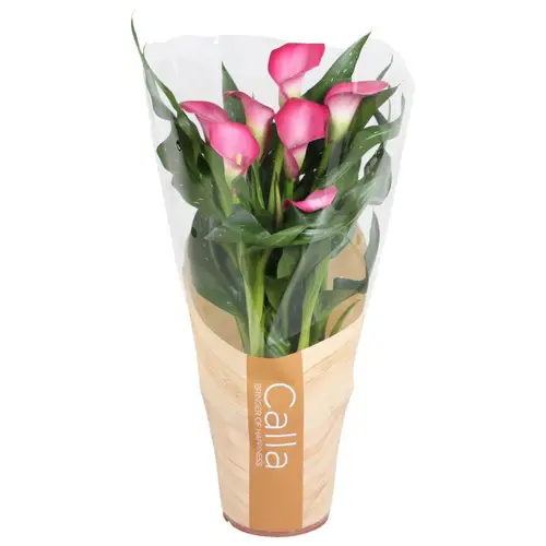 Calla dunkel rosa 4+ in Tüte T13 H040