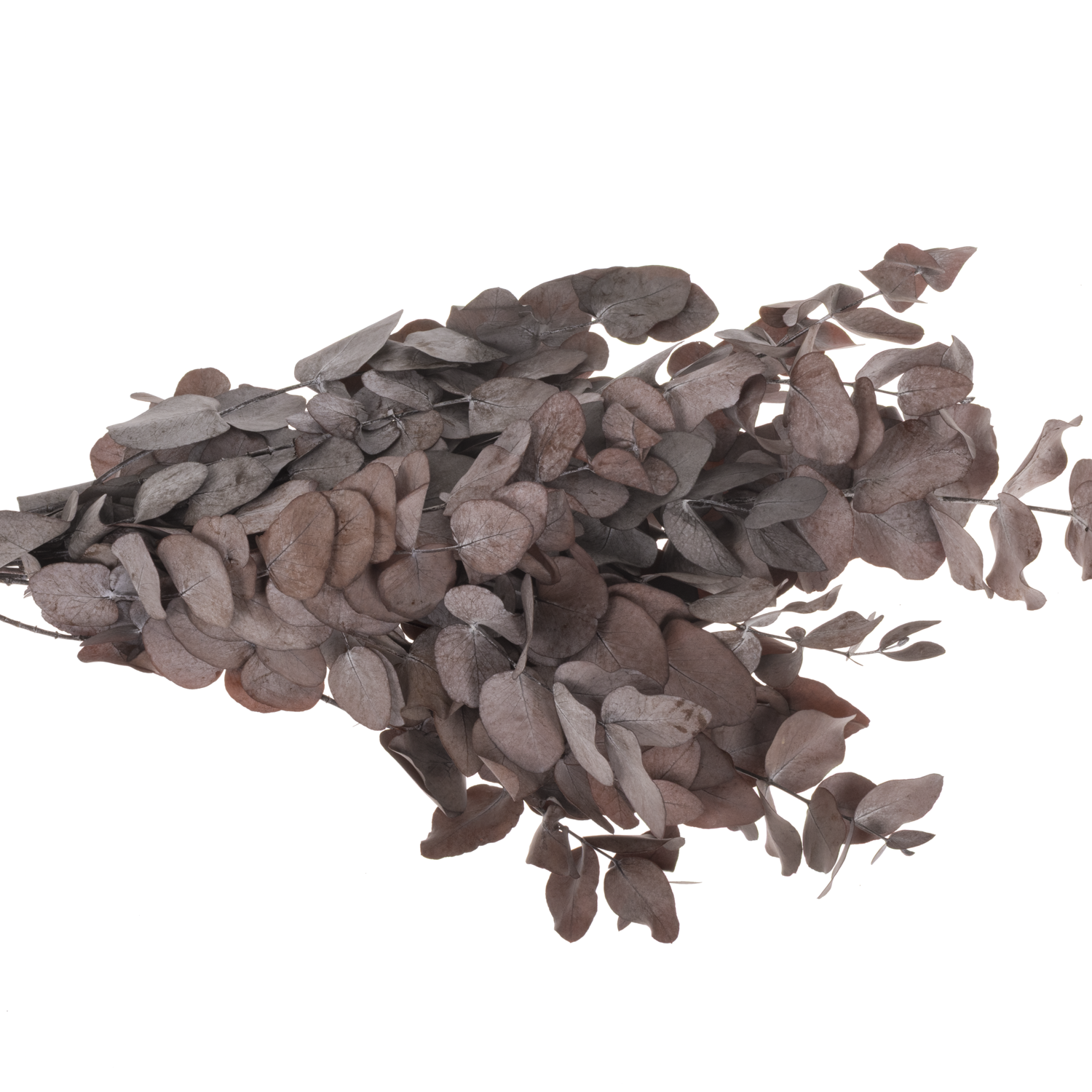 Präparierte Eukalyptus rot Cinerea 60cm