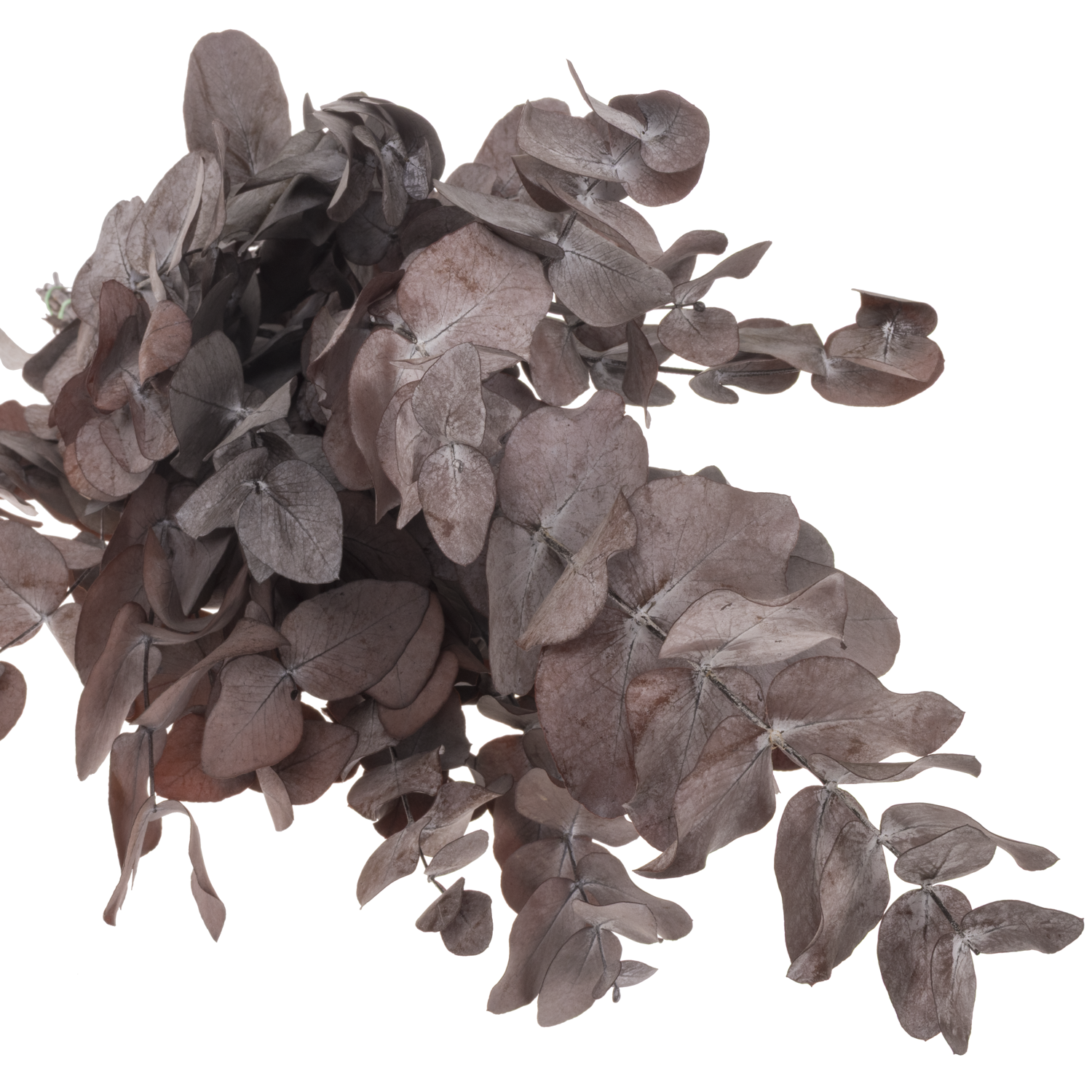 Präparierte Eukalyptus rot Cinerea 60cm