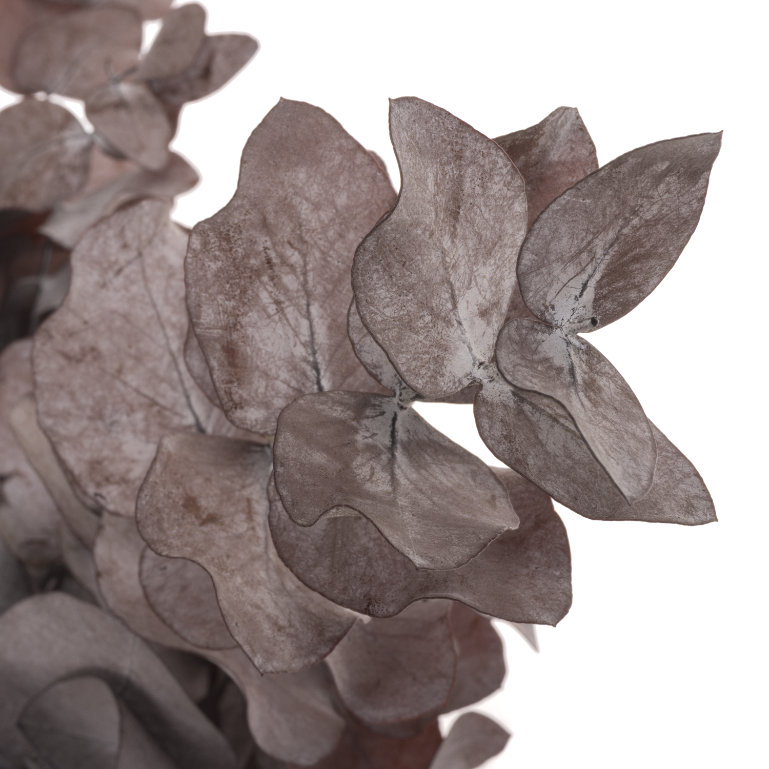 Präparierte Eukalyptus rot Cinerea 60cm