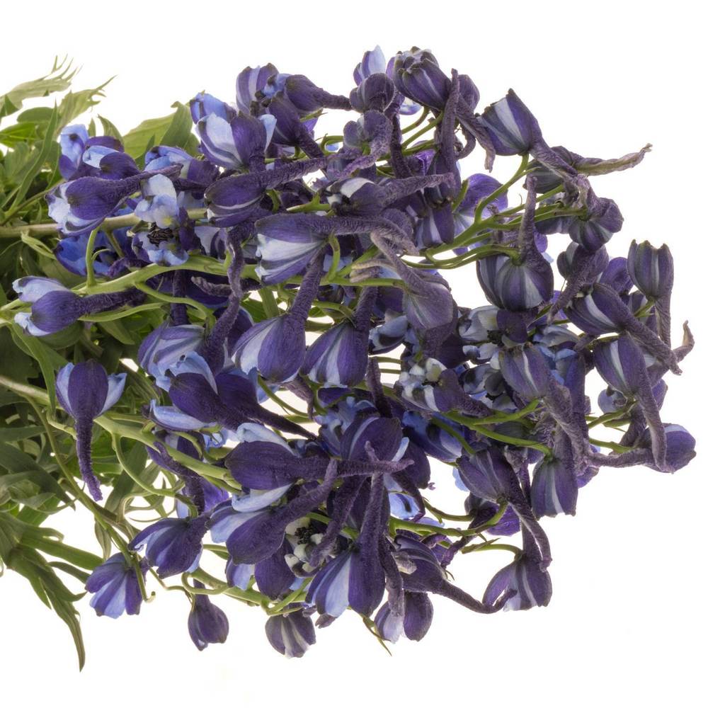 Delphinium blau Völkerfrieden NL 60cm