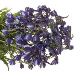 Delphinium blau Völkerfrieden NL 60cm