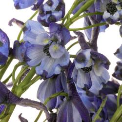 Delphinium blau Völkerfrieden NL 60cm
