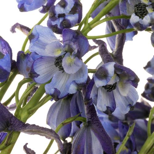 Delphinium blau Völkerfrieden NL 60cm