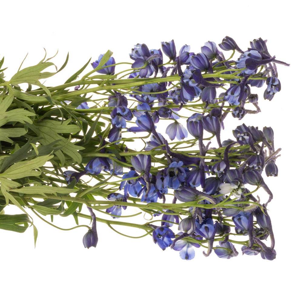 Delphinium blau Völkerfrieden NL 60cm