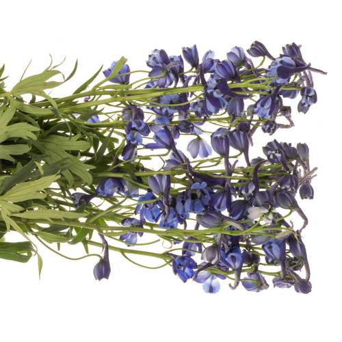 Delphinium blau Völkerfrieden NL 60cm