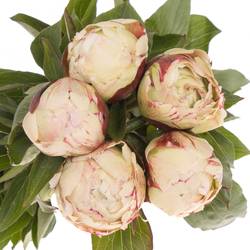 Pfingstrose creme/rosa Jubilee 50cm