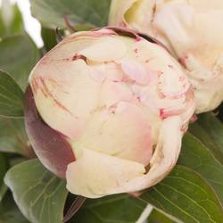 Pfingstrose creme/rosa Jubilee 50cm