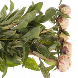 Pfingstrose creme/rosa Jubilee 50cm