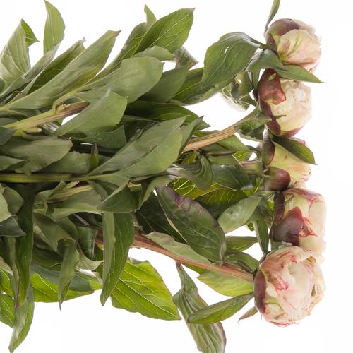 Pfingstrose creme/rosa Jubilee 50cm