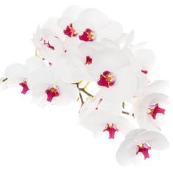 Phalaenopsis weiss Red Lip 45 Blüte 3 Stiele 80cm