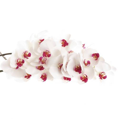 Phalaenopsis weiss Red Lip 45 Blüte 3 Stiele 80cm