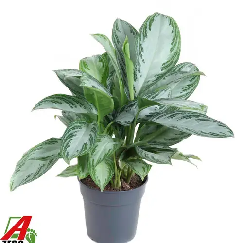 Aglaonema Silber Queen T24 H60