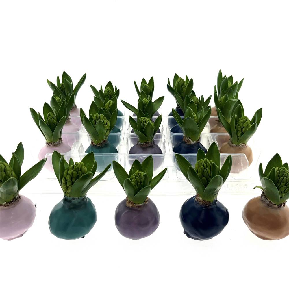 Hyaz.Bol Wachs mix Pastel Frühlingsfarben H008