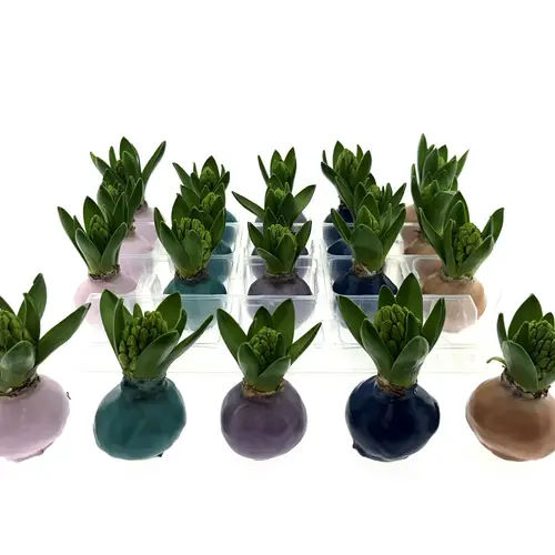 Hyaz.Bol Wachs mix Pastel Frühlingsfarben H008