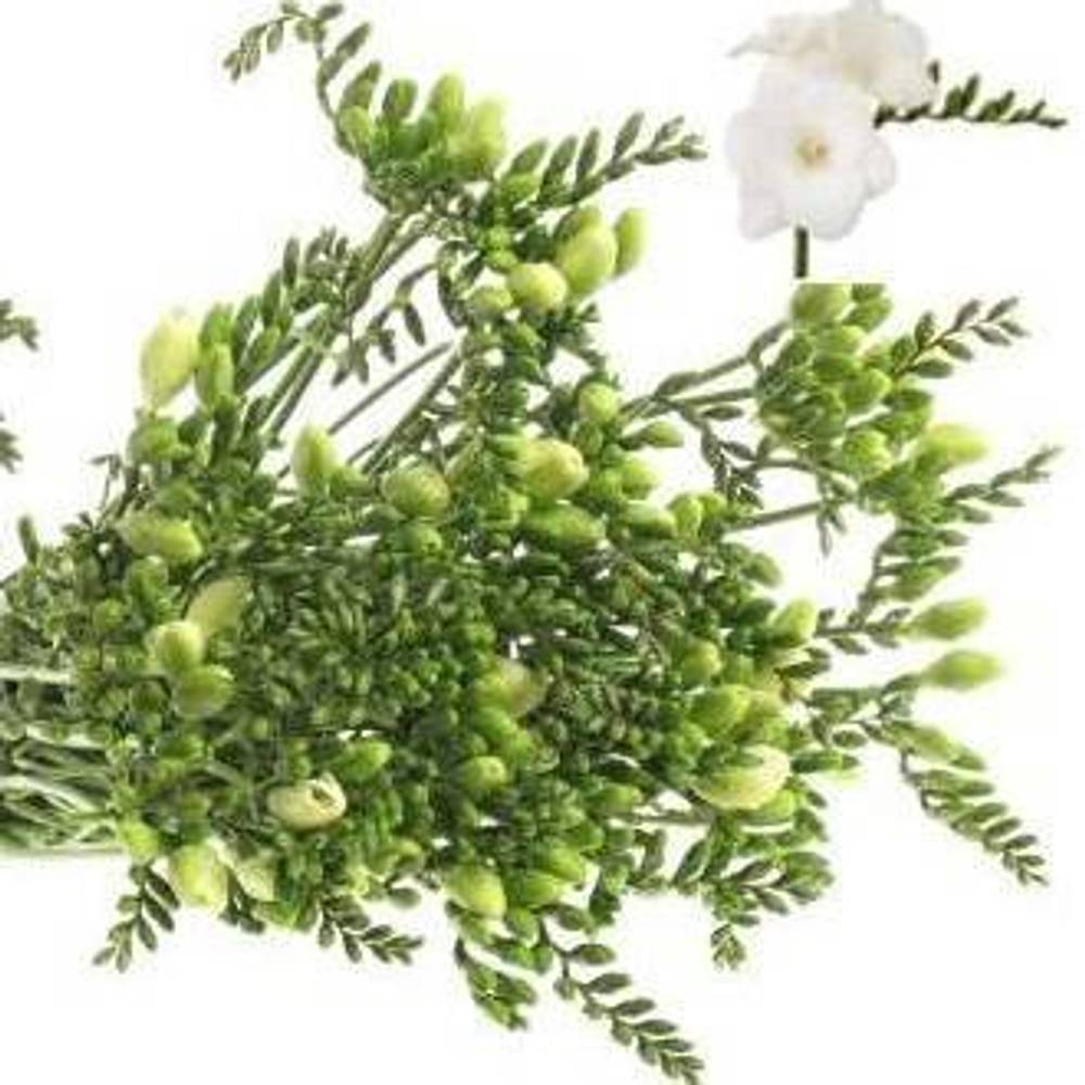 Freesie weiss Ambiancee 24 Gramm